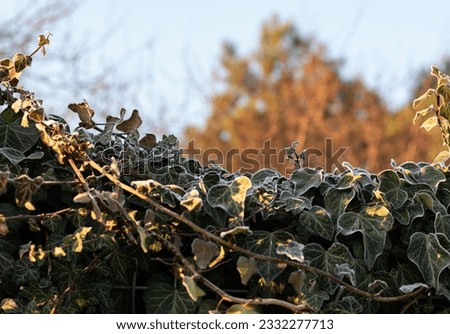 Similar – Image, Stock Photo Ice Age | Ivy Environment