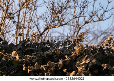 Similar – Image, Stock Photo Ice Age | Ivy Environment