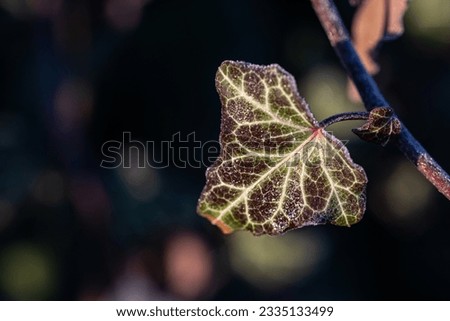 Similar – Image, Stock Photo Ice Age | Ivy Environment