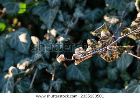 Similar – Image, Stock Photo Ice Age | Ivy Environment