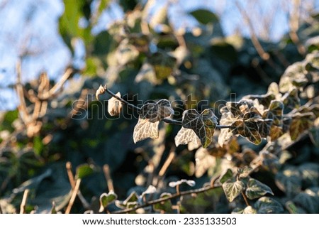 Similar – Image, Stock Photo Ice Age | Ivy Environment