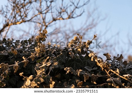 Similar – Image, Stock Photo Ice Age | Ivy Environment