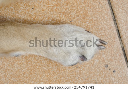 dog foot on the floor