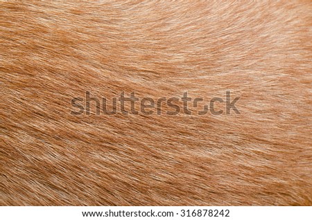 fur animal texture