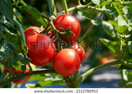 Similar – Image, Stock Photo Tomatoes in the garden