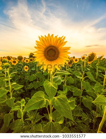 Similar – Image, Stock Photo Sunflower field at sunset