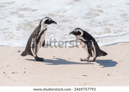 Similar – Image, Stock Photo penguin Animal