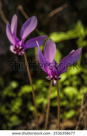 Similar – Image, Stock Photo Amazing cyclamen in bloom in winter