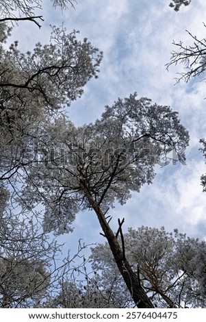 Similar – Foto Bild Verschneite Nadelbäume im Wald