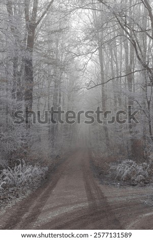 Similar – Foto Bild Wald in dichtem Nebel. Natur Landschaft Blick auf nebligen Wald im Herbst Saison