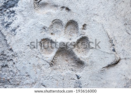 Dog footprint on cement.