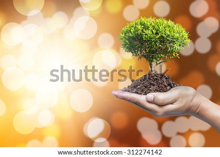 Tree in hand with bokeh background.
