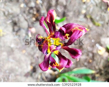 Rare Flowers Images And Stock Photos Avopixcom