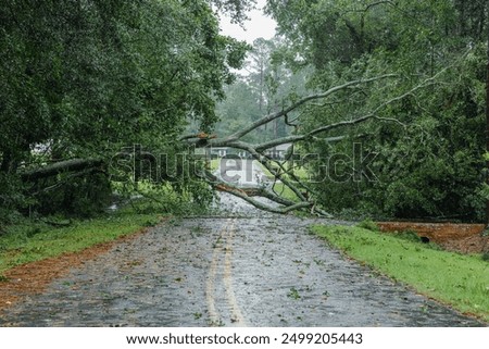Similar – Image, Stock Photo fallen branch after storm on the meadow under trees