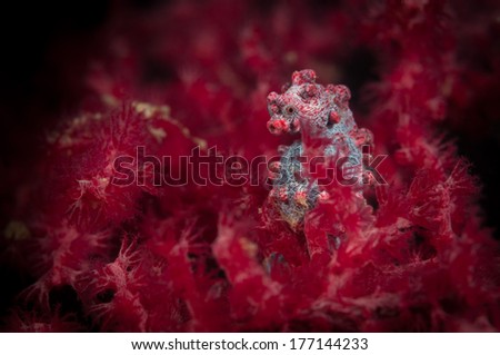 A pregnant Pygmy seahorse (Hippocampus bargibanti)  on a Gorgonian on the Batu Sandar 3 dive site in the Lembeh Straits, North Sulawesi, Indonesia