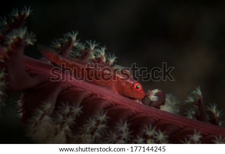 A goby (gobiidae) with parasite tries to blend into a sea pen (pennatulacea) on the Angel\'s Window dive site, Lembeh Straits, North Sulawesi, Indonesia