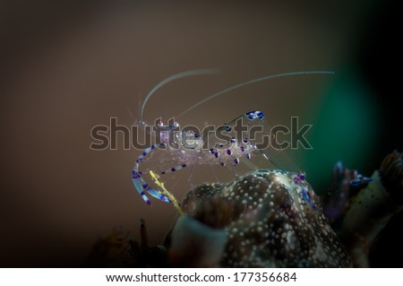Commensal Shrimp (Periclemenes tosaensis) on the TK2 dive site in the Lembeh Straits of North Sulawesi, Indonesia