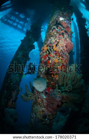Diver examines coral growth on Salt Pier dive site, Bonaire, Netherlands Antilles