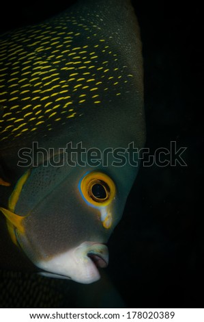 Face of a French Angelfish ( Pomacanthus paru) , Bonaire, Netherlands Antilles