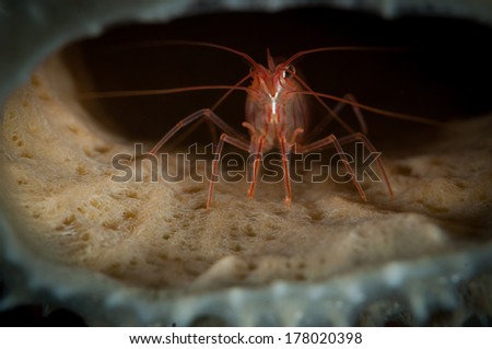 Peppermint Shrimp (Lysmata wurdemann) on the Boka Slagbaai dive site, Bonaire, Netherlands Antilles