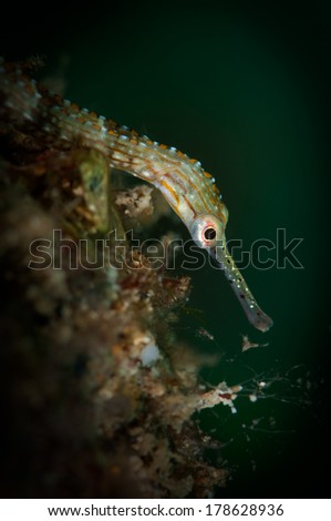 Orange-spotted pipefish (Corythoichthys ocellatus) explores the reef in the Lembeh Straits, North Sulawesi, Indonesia