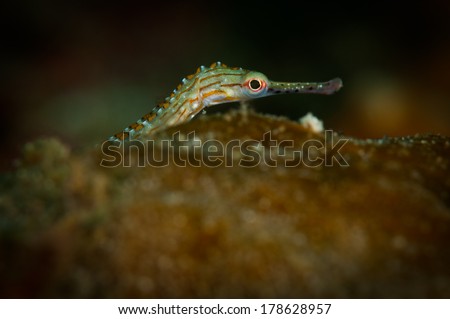 Orange-spotted pipefish (Corythoichthys ocellatus) explores the reef in the Lembeh Straits, North Sulawesi, Indonesia
