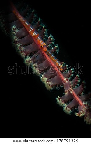 A pair of whip-coral goby (Bryaninops yongei) hide on a Sea Pen (Pennatulacea) on the Angel\'s Window dive site, Lembeh Straits, North Sulawesi, Indonesia