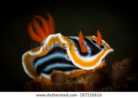 Chromodoris magnifica nudibranc on the Makawide 2 dive site, Lembeh Straits, North Sulawesi, Indonesia