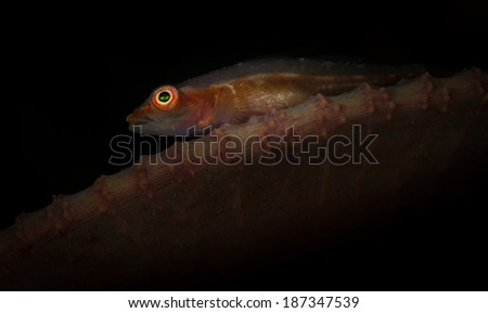 A goby watches the camera from hard corals on the Tanjung Kubur dive site, Lembeh Straits, North Sulawesi, Indonesia