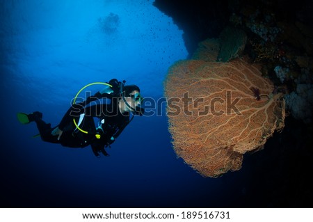 Woman diver examines a Gorgonian fan coral, Big Brother dive site, Red Sea, Egypt