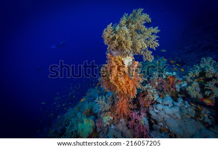 Colors of the reef - soft corals, Suraya Reef, Red Sea, Egypt