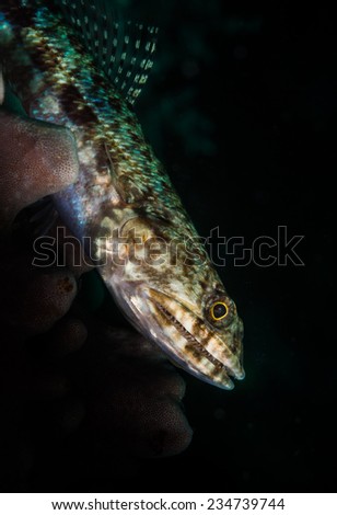 Lizardfish (Synodontidae) on the reef at the Nudi Retreat 2 dive site, Lembeh Straits, North Sulawesi, Indonesia