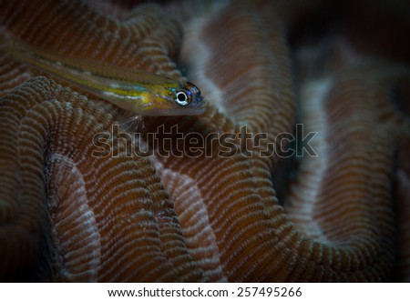 Peppermint goby (Coryphopterus lipernes) on brain coral, Cliff dive site, Bonaire, Netherlands Antilles
