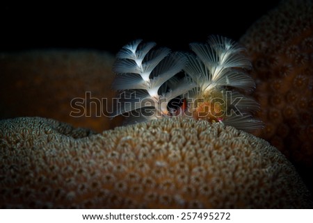 Christmas tree worm (Spirobranchus giganteus) on large star coral, Windsock dive site, Bonaire, Netherlands Antilles