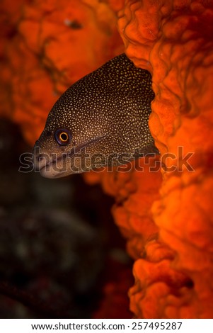 Goldentail Moray (Gymnothorax milaris) Windsock dive site, Bonaire, Netherlands Antilles