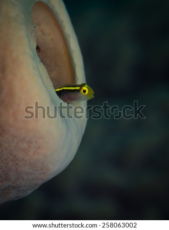 Cute goby peers out of tube sponge hide, Bari Reef, Bonaire, Netherlands Antilles
