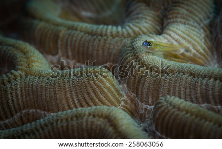 Peppermint goby (Coryphopterus lipernes) on brain coral, Cliff dive site, Bonaire, Netherlands Antilles