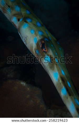 Face of Blue spotted Cornetfish, Windsock dive site, Bonaire, Netherlands Antilles
