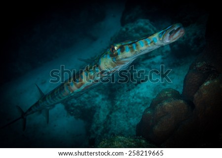 Blue spotted Cornetfish on the Windsock dive site, Bonaire, Netherlands Antilles