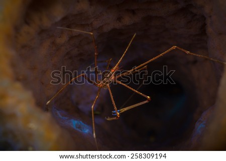 Yellowline Arrow Crab (Stenorhyncus seticornis - Brachyura - Majidae) hides in brown tube sponge, Bari Reef, Bonaire, Netherlands Antilles