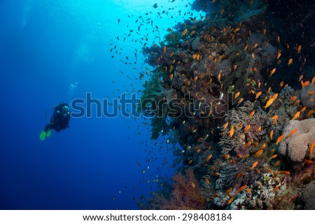 Diving the wall, Red Sea, Egypt