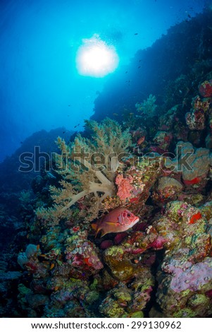 A watchful eye from the reef, Gota Soraya dive site, St John\'s, Red Sea, Egypt