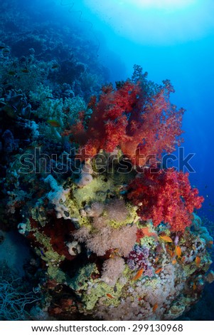 Soft corals on the reef at Gota Soraya dive site, St John\'s, Red Sea, Egypt