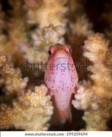 A reef fish peaks out his hide at night, St John\'s Paradise Reef, Red Sea, Egypt