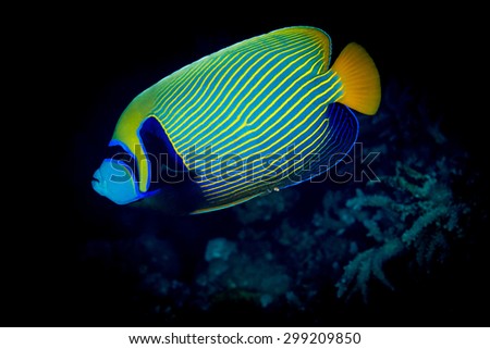 The striking colors of the Emperor angelfish (Pomacanthus imperator) at night on the reef at St John's Paradise, Red Sea, Egypt