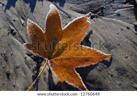 Frosted maple leaf glittering in the sun on a wet sand patch