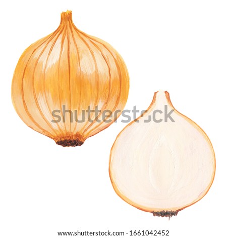 Onion head in light brown husk and next to the cut off half of the onion head. Hand-drawn vegetable onion illustration isolated on a white background. Raster set of whole onions and a half