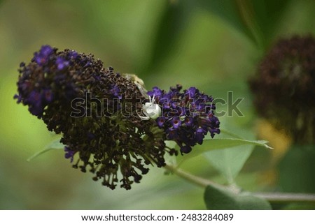 Similar – Image, Stock Photo Dead bee in spider web between lavender flowers