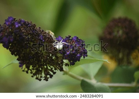 Similar – Image, Stock Photo Dead bee in spider web between lavender flowers