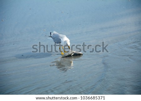 Similar – Image, Stock Photo A seagull nibbles at the remains of a fish.